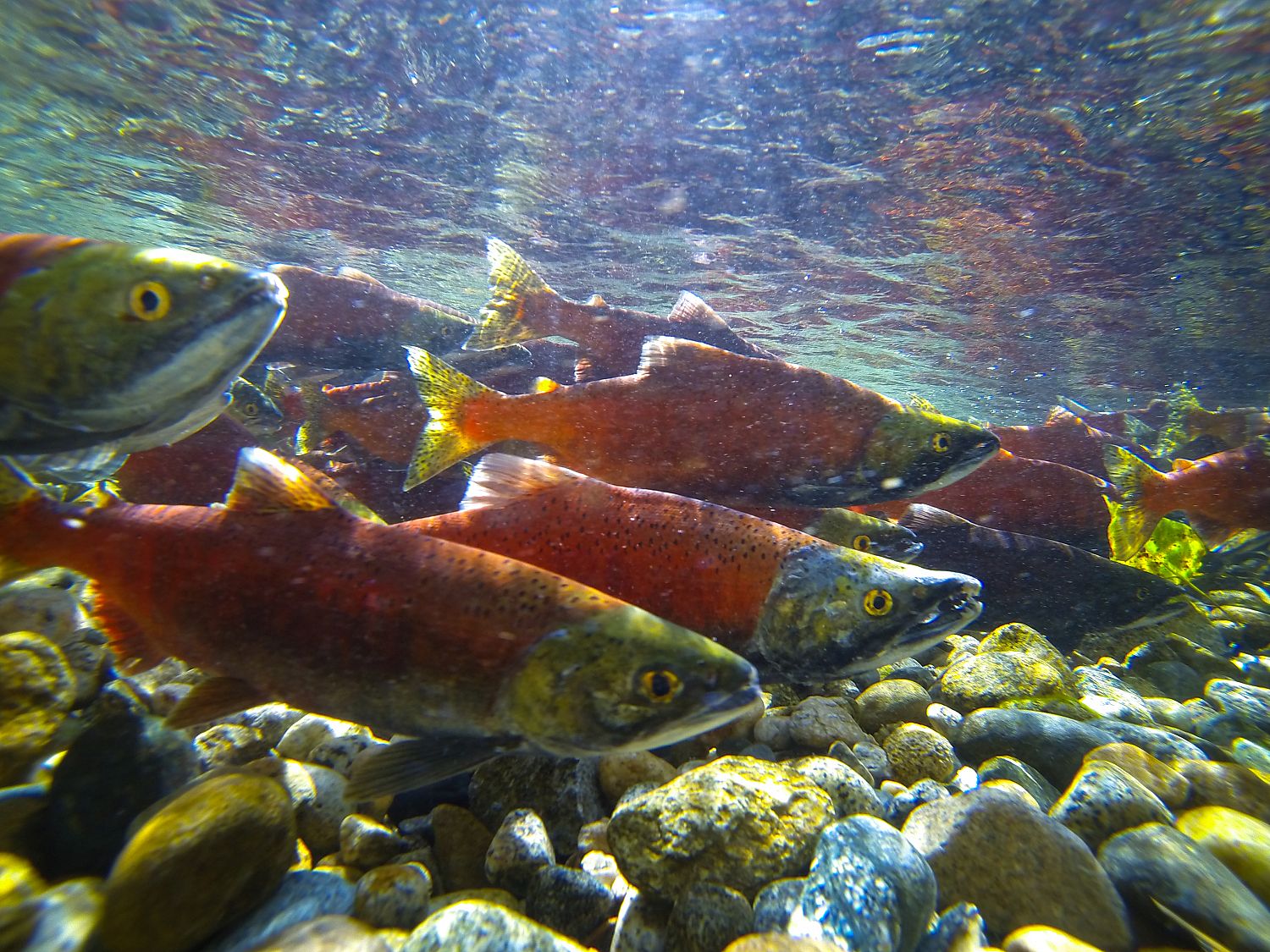 Spawning Kokanee salmon.  Photo by Nick Diamond 